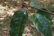 <strong>Salacia aneityensis - Ramon, Laurence - 8</strong><br />© Ramon, Laurence